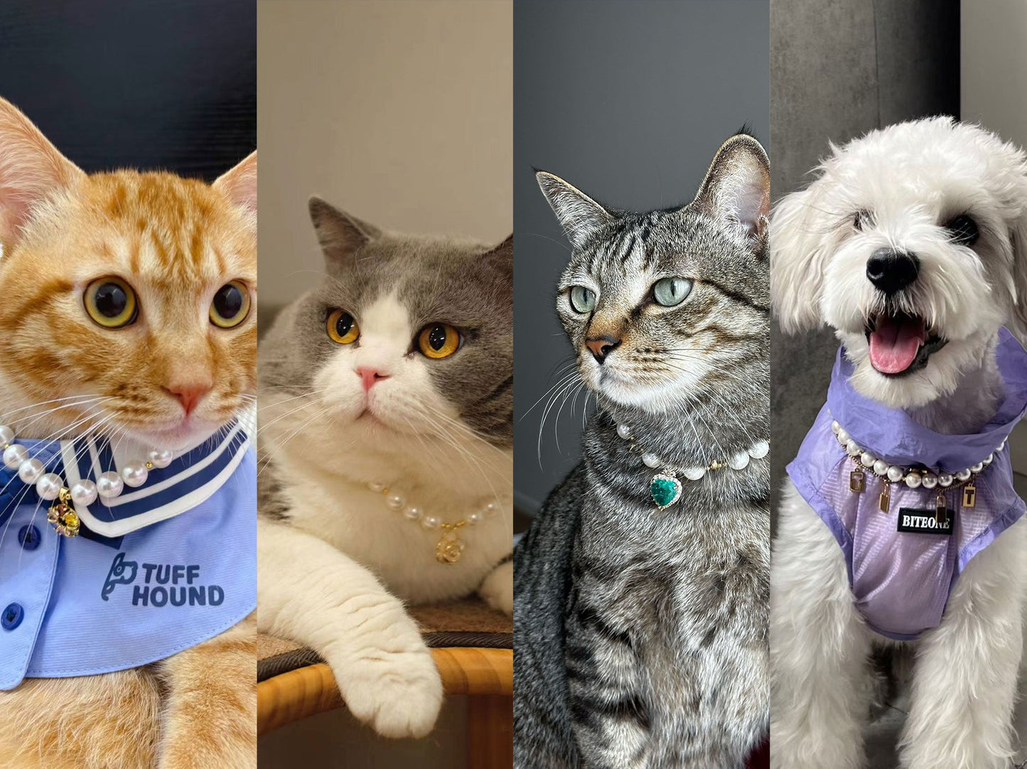 Pet's Starry Shell Necklace