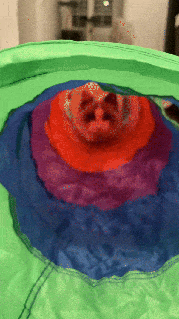 Playful Cat Tunnel Adventure