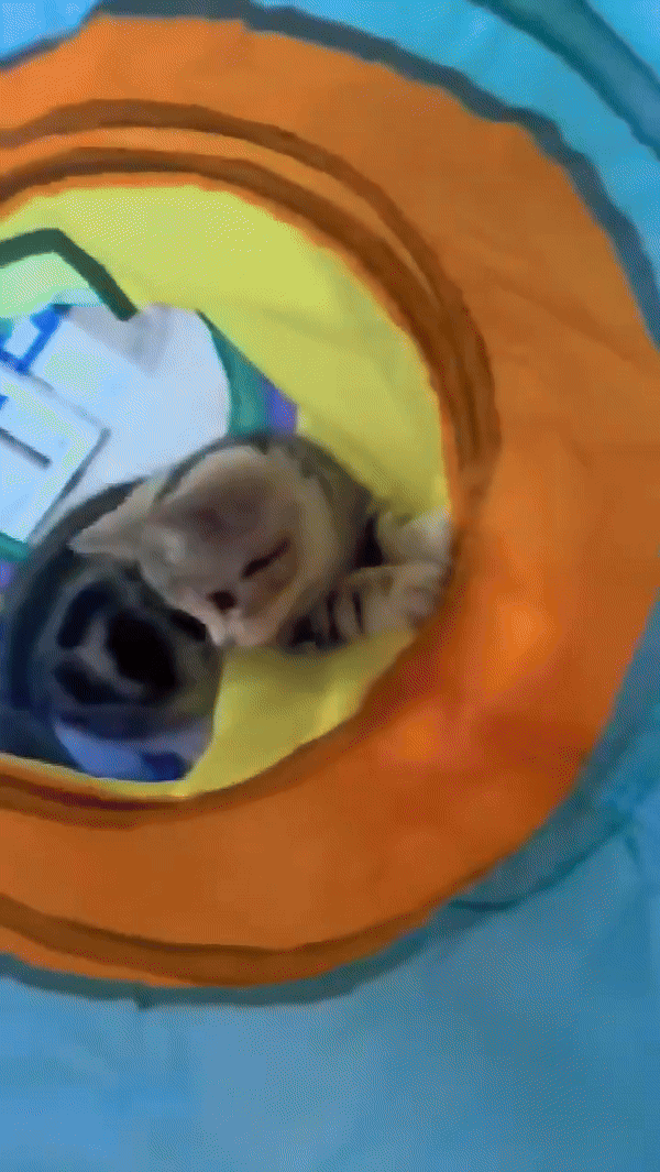 Playful Cat Tunnel Adventure