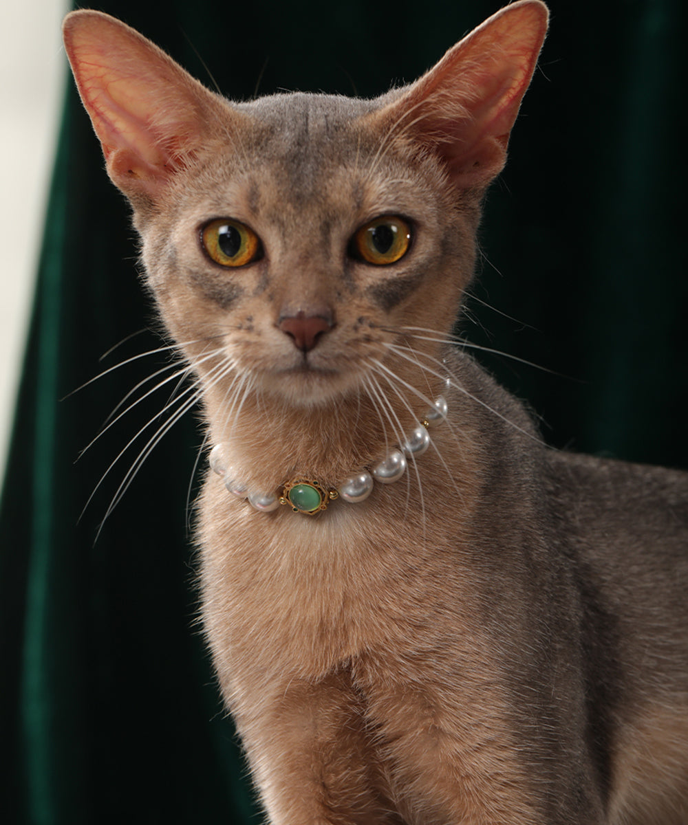 Pet's Starry Shell Necklace