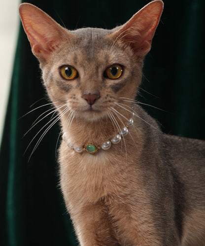 Pet's Starry Shell Necklace