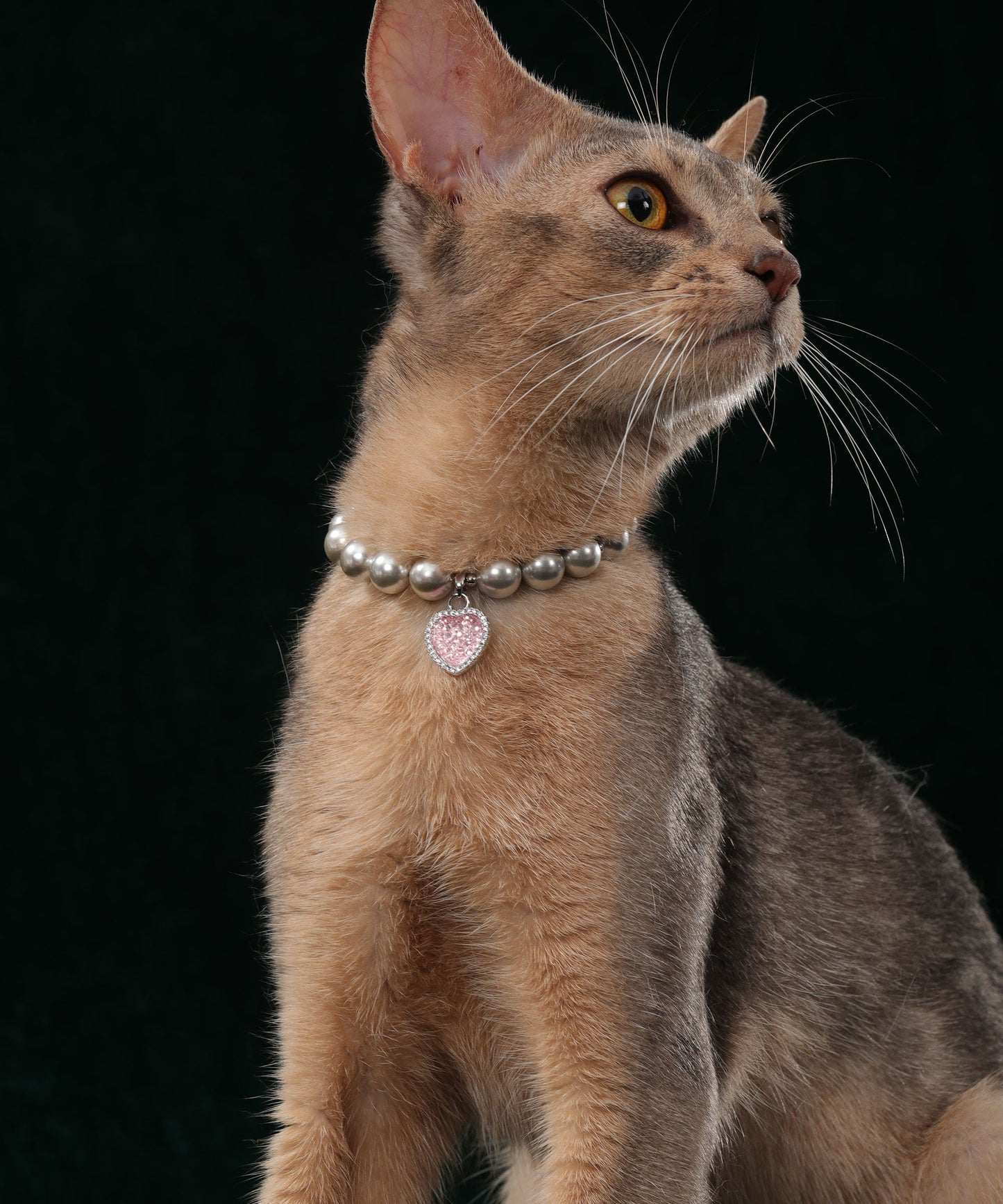 Pet's Starry Shell Necklace