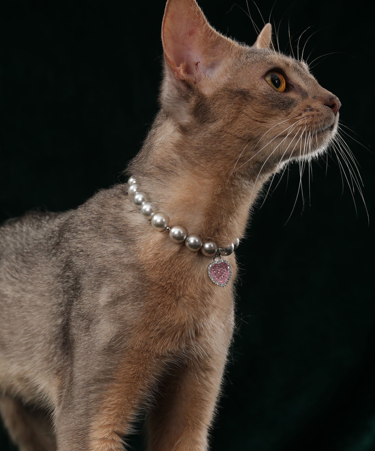 Pet's Starry Shell Necklace