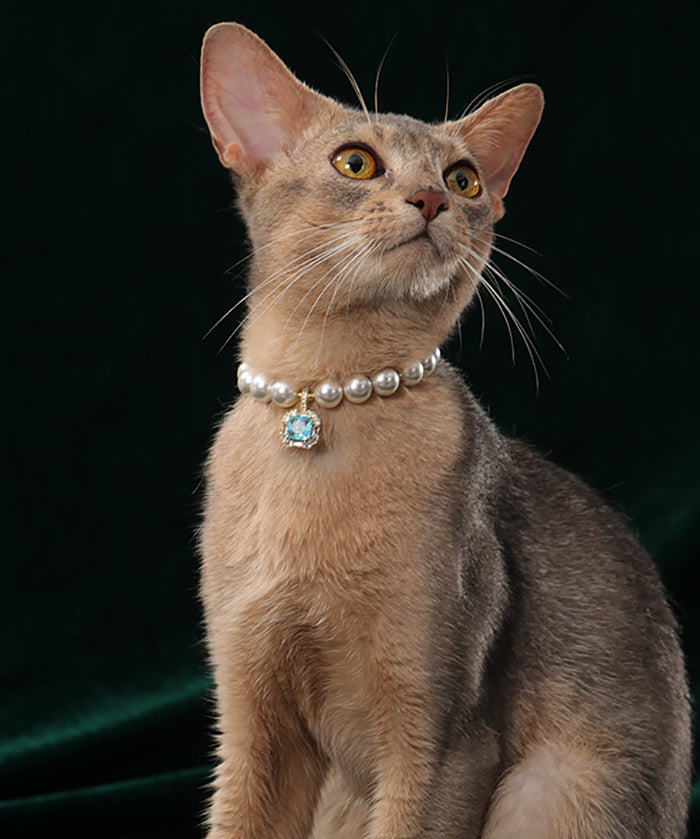 Pet's Starry Shell Necklace