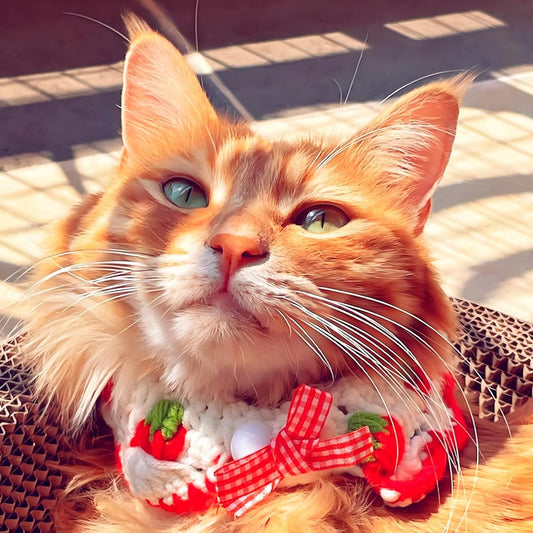 Cute Strawberry Cat Collar
