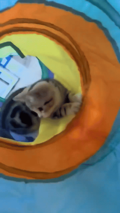 Playful Cat Tunnel Adventure